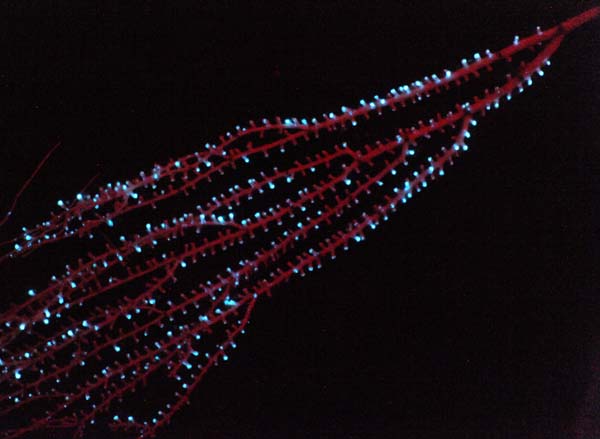 Species of bamboo coral, right is the spew bioluminescence of the shrimp Parapandalus.