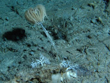 Tall sea lily, Endoxocrinus prionodes, with its arms collapsed under slack current.