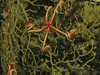 Several brittle stars have their arms wrapped around the branches of an octocorallian sea fan.