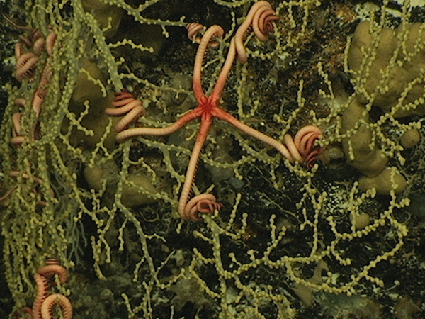 Several brittle stars have their arms wrapped around the branches of an octocorallian sea fan (Plexauridae) 1120 meters depth in Exuma Sound.