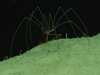 A sea spider creeps along the top of ridge at 1960 meters depth in the Northeast Providence Channel near Eleuthera Island.