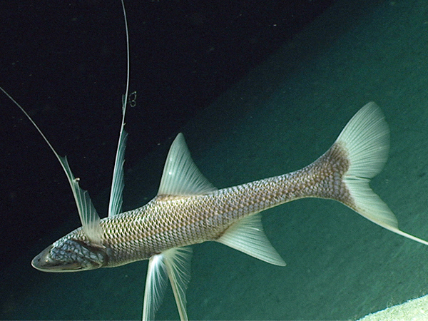 Close-up of a tripod fish at 1960 meters depth in the Northeast Providence Channel near Eleuthera Island.