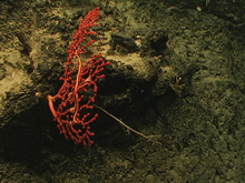 A red Paragorgia coral with a pink brittle star at 1154 meters depth on the Bahama Escarpment.