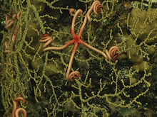 View a slide show of some of the Bahamas' deep-sea corals, and marine life collected by diving scientists.