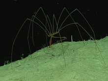 A sea spider (Pycnogonida) creeps along the top of ridge at 1960 meters depth in the Northeast Providence Channel near Eleuthera Island. The two arm-like structures hanging down from the body behind the proboscis are 'ovigers,' used for carrying eggs.