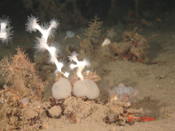 Polyps of Lophelia pertusa extend from the corallites in order to feed.