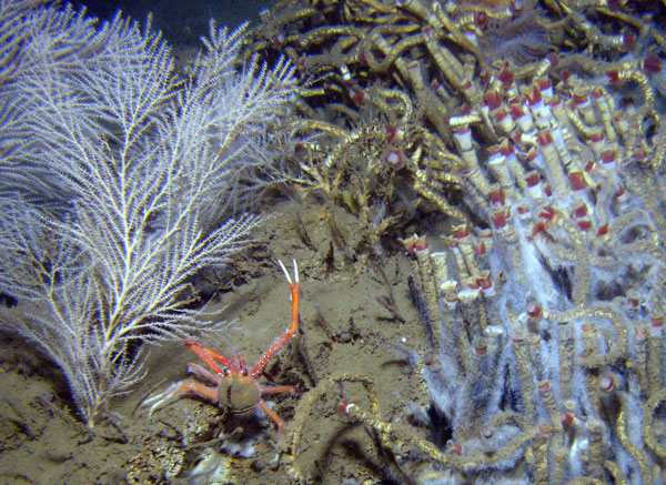 An example of the Mississippi Canyon 751 site where coral and cold seep habitats intersect. On the left is the gorgonian coral Callogorgia americana, which is one of the species we will focus on for our genetic studies. On the right is the seep tubeworm.  