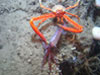 The galatheoid crab Eumunida picta catches and consumes a squid.