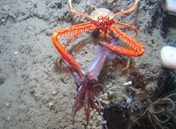 The galatheoid crab Eumunida picta catches and consumes a squid..