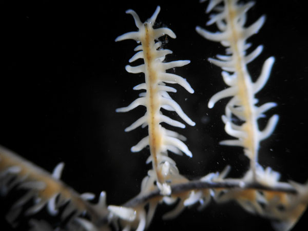 Black coral (Leiopathes sp.).