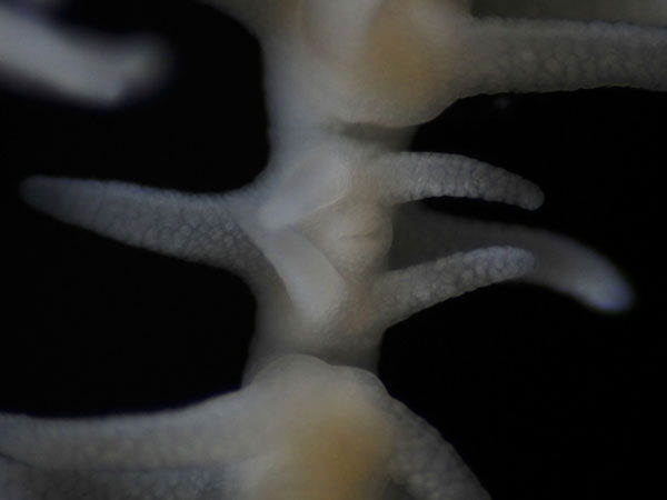 Black coral (Leiopathes sp.) polyp. Note mouth and six tentacles.