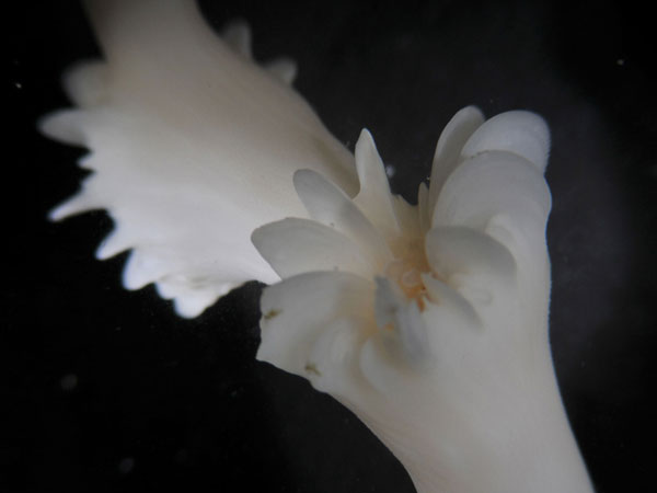 Close-up of Lophelia pertusa calyx with polyp retracted.