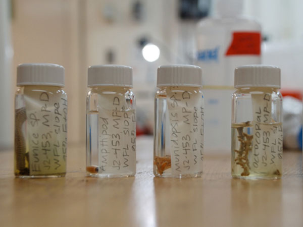Preserved specimens collected on Dive 1. 