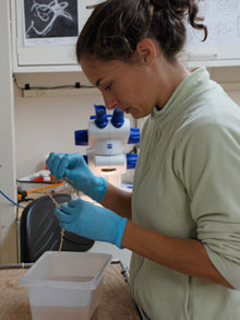 Andrea Quattrini takes a tissue sample of a bamboo coral for genetic analysis.