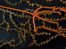 Collected specimen of brittle star, Asteroschema, with a parmuricid coral.