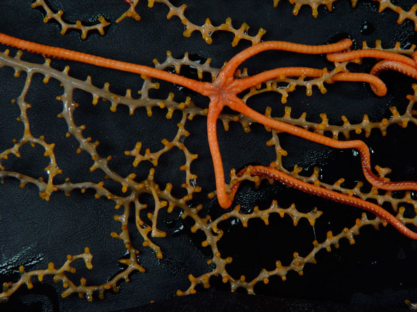 Collected brittle star, Asteroschema, with a parmuricid coral.