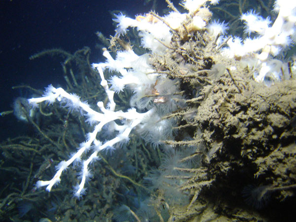 Lophelia pertusa coral, with opened polyps, attached to an authigenic carbonate rock. Seep-dependent tubeworms are visible behind the coral. 