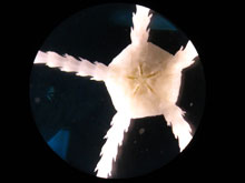 The disc of this tiny brittlestar is 5 mm in diameter.