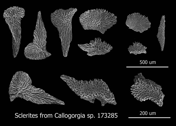 This is a collection of sclerites from the octocoral Callogorgia. These microscopic scales cover the polyps like an armor casing. The characteristic shape and texture are used to identify species. 