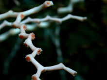 Madrepora oculata (close-up) showing calyx structure.