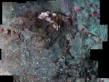 Photomosaic of Madrepora reef with surrounding clamshell debris (below and left) and Paramuricea gorgonians (soft corals) on the periphery. 