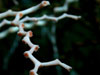 Madrepora oculata (close-up) showing calyx structure. 