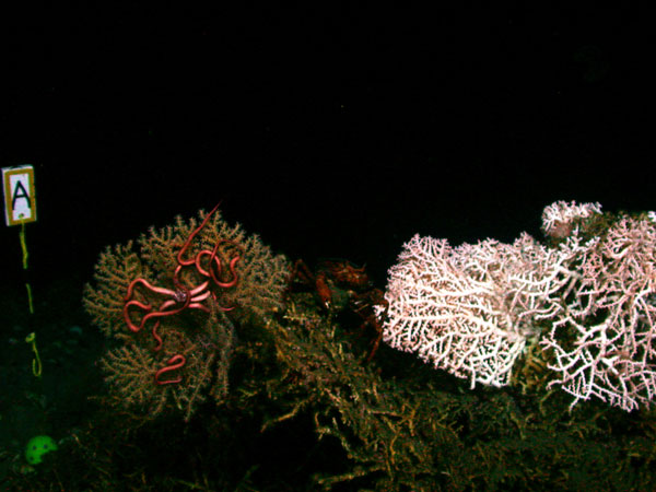 Madrepora (stony coral) on right, with Paramuricea gorgonian (soft coral) and Asteroschema ophiuroids (brittlestar) on left.