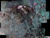 Photomosaic of Madrepora reef.