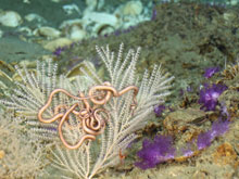 Callogorgia sp. octocoral with brittlestar (left) and purple soft corals (right).