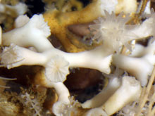 Lophelia pertusa on the seafloor. Note extended polyp on the right.