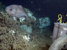Hyperoglyphe perciformis (barrel fish) in Lophelia reef habitat.