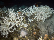 Lophelia pertusa, black coral (right), anemones, and squat lobster.