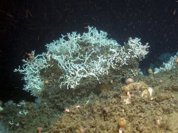 Newly discovered Lophelia pertusa reef. 