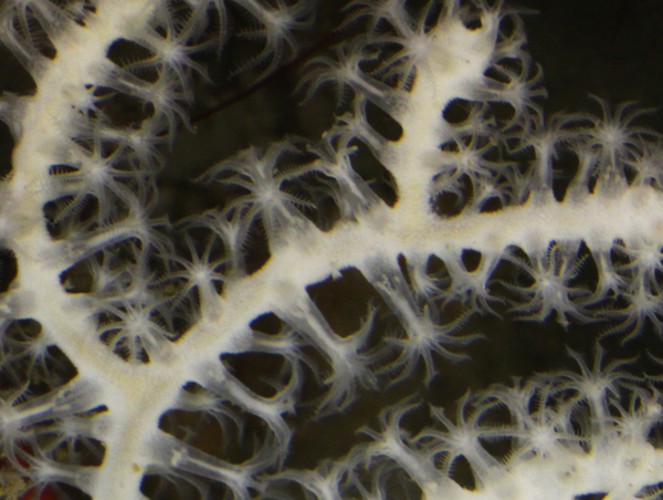 This segment of a much larger image shows the eight tentacles that are diagnostic of an octocoral.  The tiny polyps are often damaged during collection.