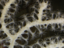 This segment of a much larger image shows the eight tentacles that are diagnostic of an octocoral.  The tiny polyps are often damaged during collection.