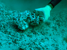 A close up of buried Holocene coral.