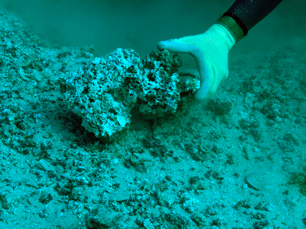 A close up of buried Holocene coral.