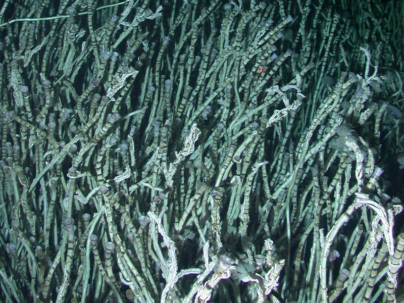 Figure 1. Extensive beds of siboglinid polychaetes (beard worms) provide a habitat for many animals. Through evolution, these siboglinids have lost both their mouth and anus; they live on the energy which symbiotic bacteria provide.