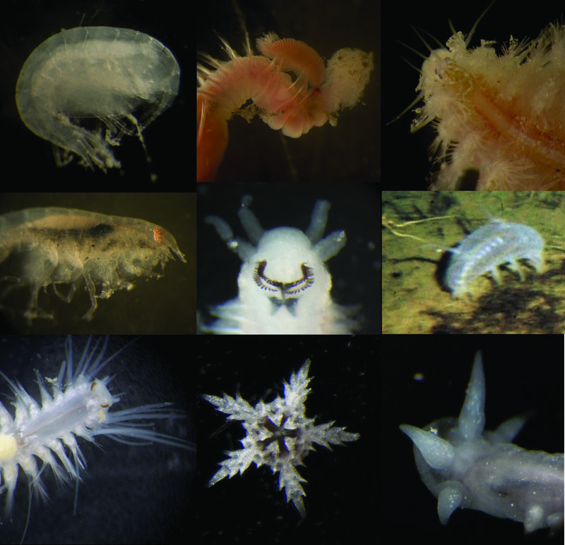 Figure 2. Incredible diversity lies in small animals which live in and on the sediment. Amphipods (upper left two photos), ophiuroids (brittle stars; middle bottom), holothurians (sea cucumbers; right middle), and polychaetes (annelid worms; all other photos) are examples of species associated with sediments in this realm of our planet.