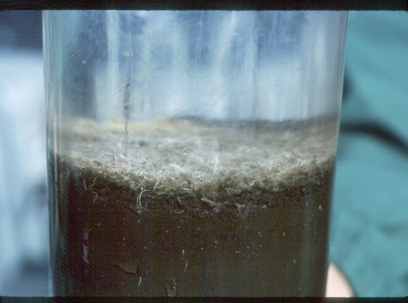 Figure 1. This tube core measures 8 centimeters (about 3.1 inches) in diameter and collected from a Thioploca bacterial mat in the Peru-Chile oxygen minimum zone. The mat, about 1 cm thick (or 0.4 inches), consists of many individual filaments of giant bacteria. Each filament extends into the sediment and the water, sources of sulfide and nitrate, respectively.