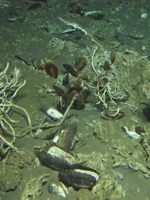 This picture illustrates four common types of hard substrate at seeps: clams (white and black shells; family Solemyidae: Acharax sp.), mussels (brown shells; family Mytilidae: Bathymodiolus sp.); vestimentiferan tube worms (Lamellibrachia sp.); and carbonate rocks, precipitated by methanotrophic archaea.