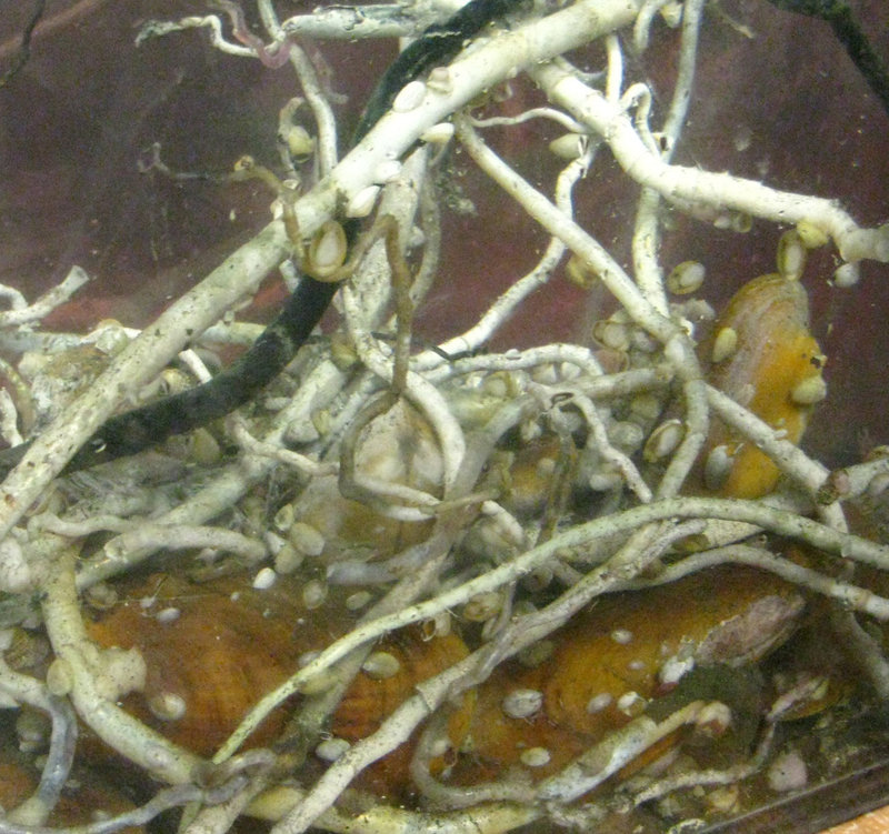 These bathymodiolid mussels and vestimentiferan tube worms were collected from a methane seep off the coast of Costa Rica. They provide habitat for many associated species, including the gastropods seen in this picture. Many large limpets live on the tubes and shells, where they graze on bacteria and other microbes.