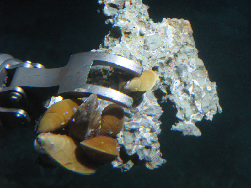 A close up of a group of bathymodiolin mussels from a methane seep. These mussels have the ability to harbor both sulfide-oxidizing as well as methanotrophic bacterial symbionts within their gills.