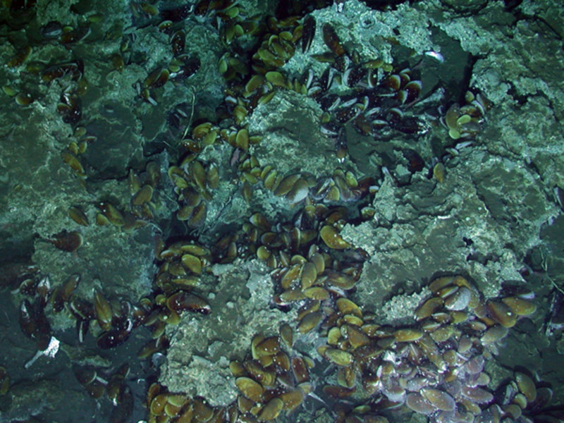 Figure 2. Mussels beds, such as this bed of bathymodiolin mussels, are good examples of deep-sea fauna found as at reducing ecosystems. This image was taken at 1,000 meters (3,000 feet) in the waters off Costa Rica, although species within this family are found at seeps and vents around the world.