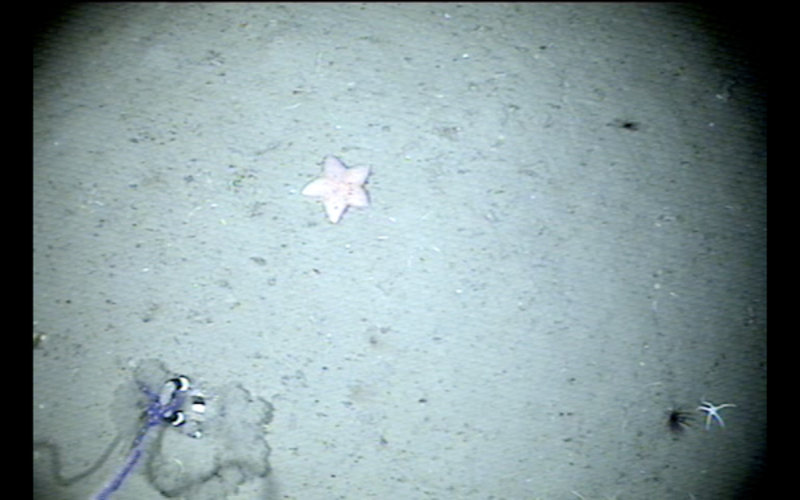 This image was picture taken by a video camera attached to the bottom of the multicorer. It shows several echinoderms, including a sea star and brittle stars, and crinoids (sea lilies). While we did not find a methane seep, the camera was towed above the seafloor for two hours, giving us lots of information regarding the animals that live on this unexplored section of Chile’s continental margin.