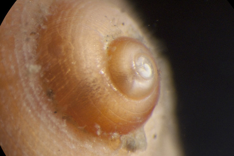 Sometimes the little parts are not only pretty but can tell us about the life history of the animals we collect. For gastropods (snails), the shape of the tip of the shell can tell us whether this species disperses via larvae (which feed in the plankton) or feeds off their yolk.