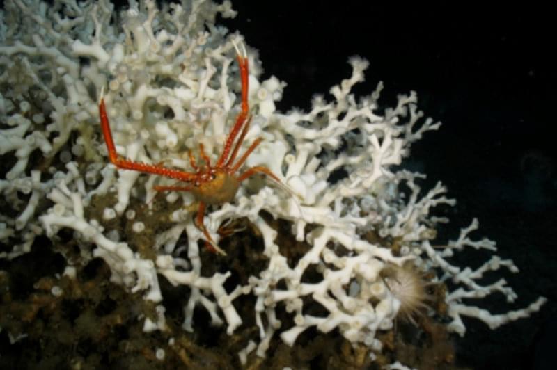 Two invertebrates commonly found associated with L. pertusa: the squat lobster Euminida picta (left) and the sea urchin Echinus sp. (right).