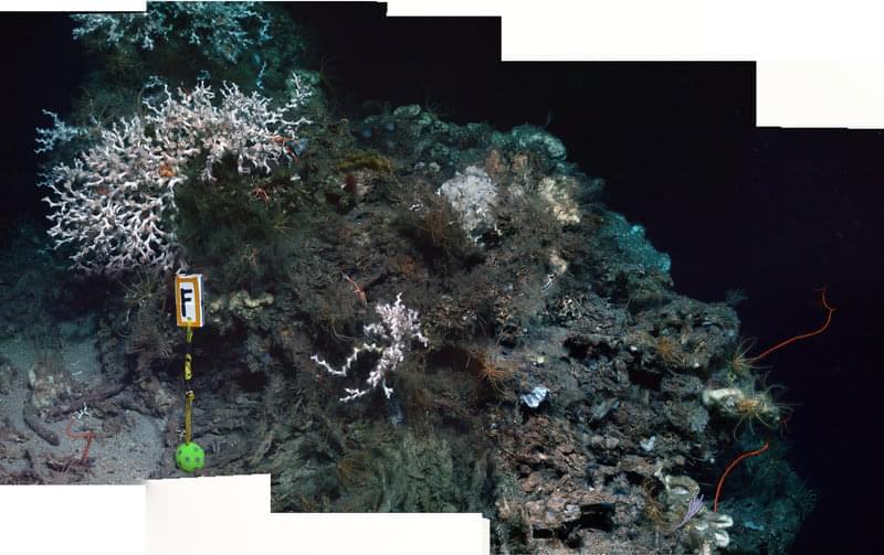 A forward looking mosaic of the coral community at Marker F at 550 m depth, including colonies of the white scleractinian coral Lophelia pertusa, whip corals and abundant crinoids and squat lobsters.