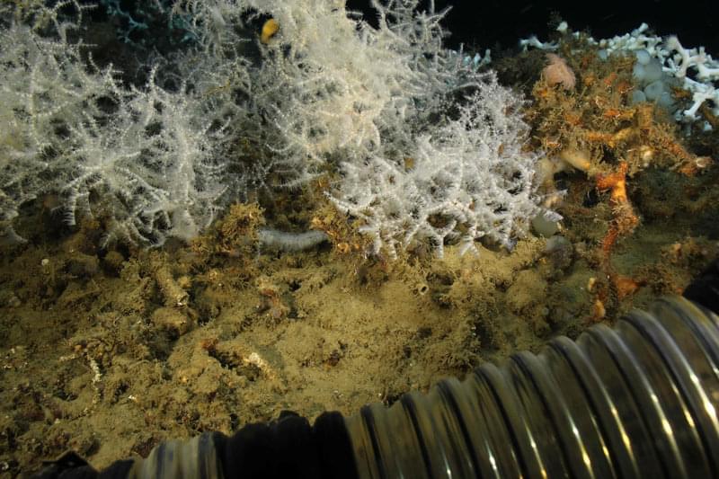 Although known as black corals because of the jewelry made from the black skeleton of the corals, in the Gulf of Mexico these Antipatharians in the genus Leiopathes come in colors ranging from white, through peach to orange and red.