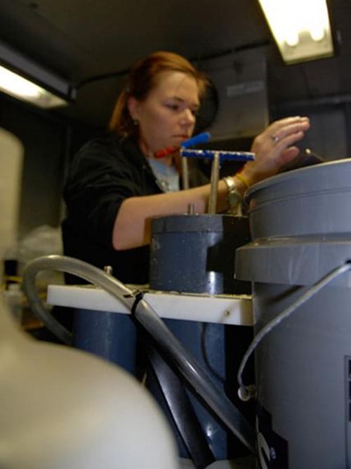 Lara Henry works with coral samples in one of the Ron Brown's cold rooms.